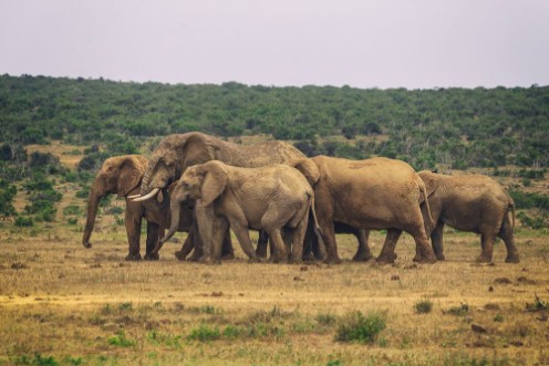Afbeeldingen van Herd of african elephants in Addo National park South Africa