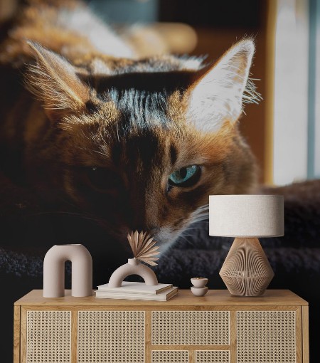 Picture of Nachdenkliche Somali-Katze neben Fenster