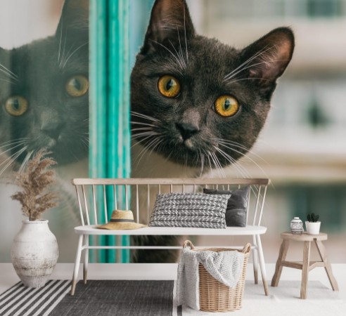 Picture of Yellow-eyed cat portrait with reflection