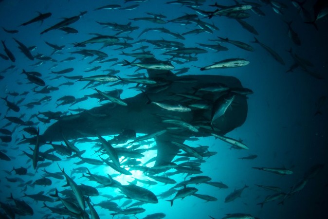 Afbeeldingen van Whale Shark and fish school in Thailand 