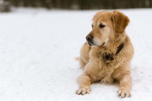 Bild på Golden Retriever in the Snow with blurry background March 2018