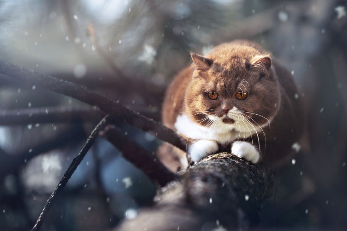 Picture of BKH Kitten Katze auf Baumstamm im Winter bei Schnee