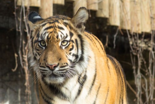 Image de Tiger  Panthera tigris tigris