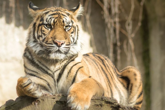 Picture of Tiger Panthera tigris tigris