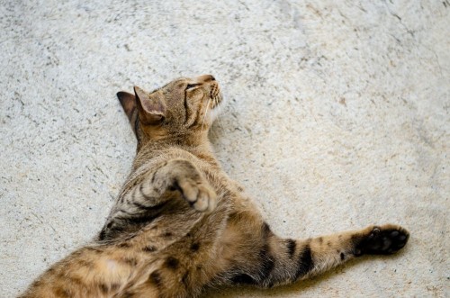 Picture of Thai lazy cat lay in easy day