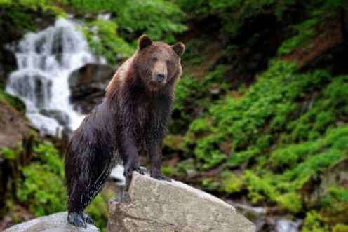 Bild på Big brown bear standing on stone