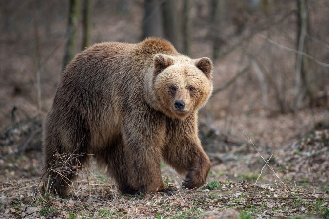 Bild på Big brown bear in forest