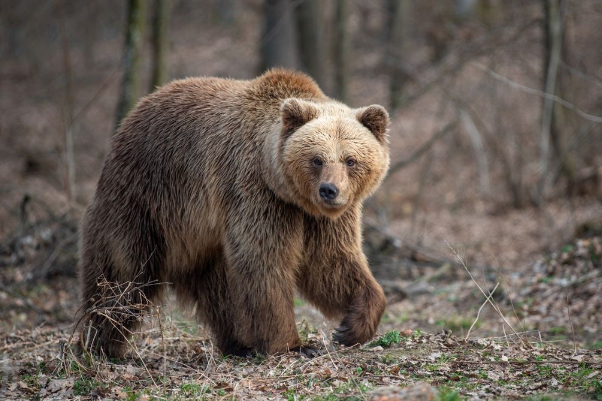 Afbeeldingen van Big brown bear in forest