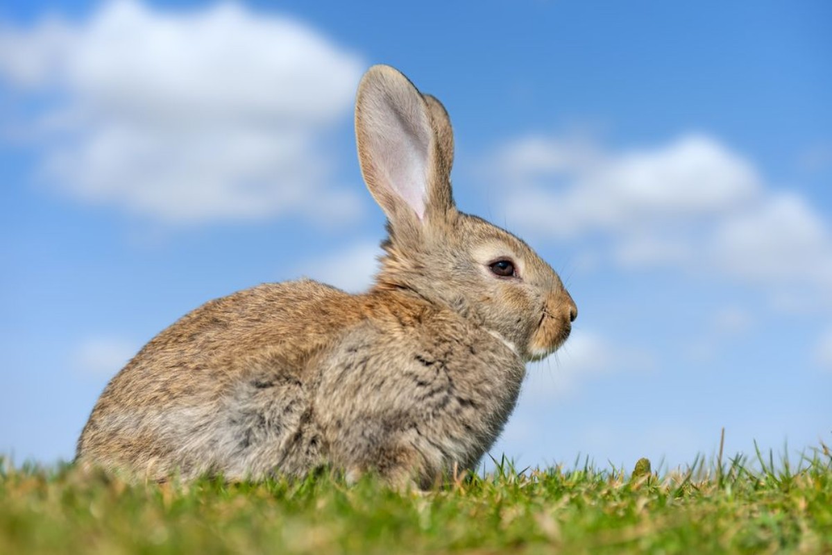 Picture of Rabbit hare while in grass