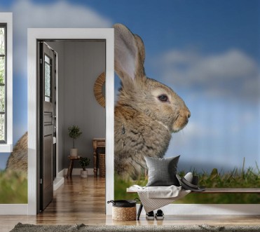 Afbeeldingen van Rabbit hare while in grass