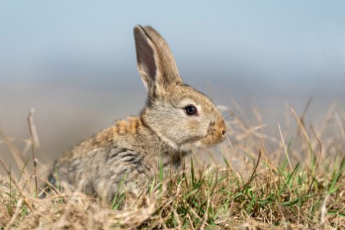 Afbeeldingen van Rabbit hare while in grass