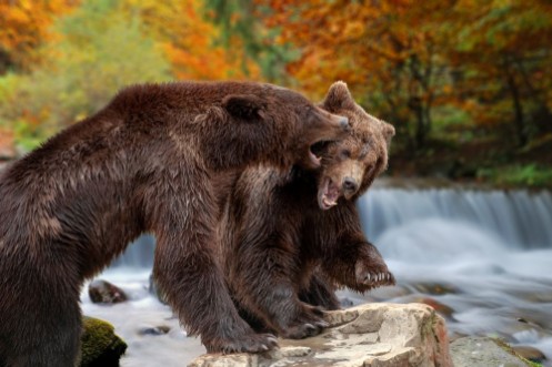 Afbeeldingen van Two big brown bears standing on stone