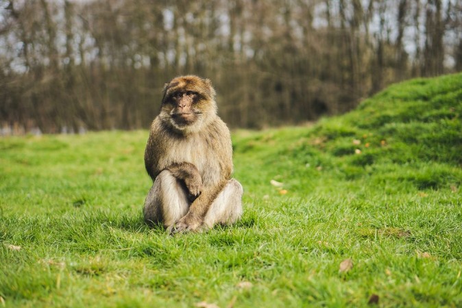 Afbeeldingen van Macaque monkey in a forest