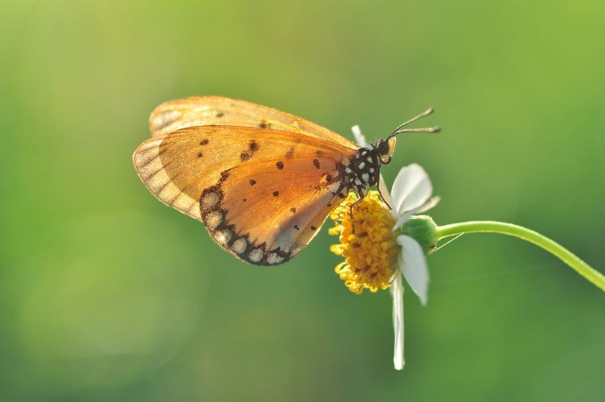 Afbeeldingen van Butterfly and flowers