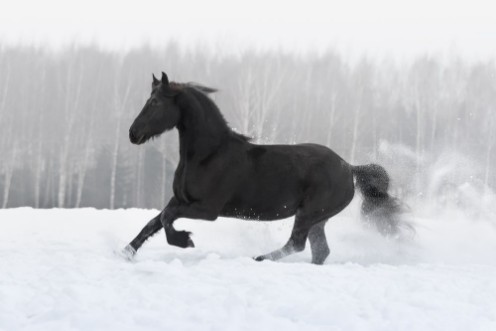 Bild på Black friesian horse with the mane flutters on wind running gallop on the snow-covered field in the winter background