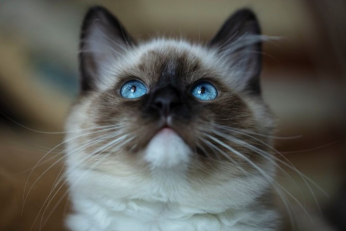 Bild på Very beautiful bright kittens blue and expressive eyes