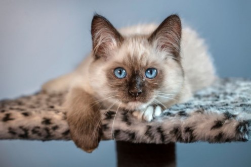 Picture of A beautiful fluffy kitten with big blue eyes is lying on the spotted rug and looking at you