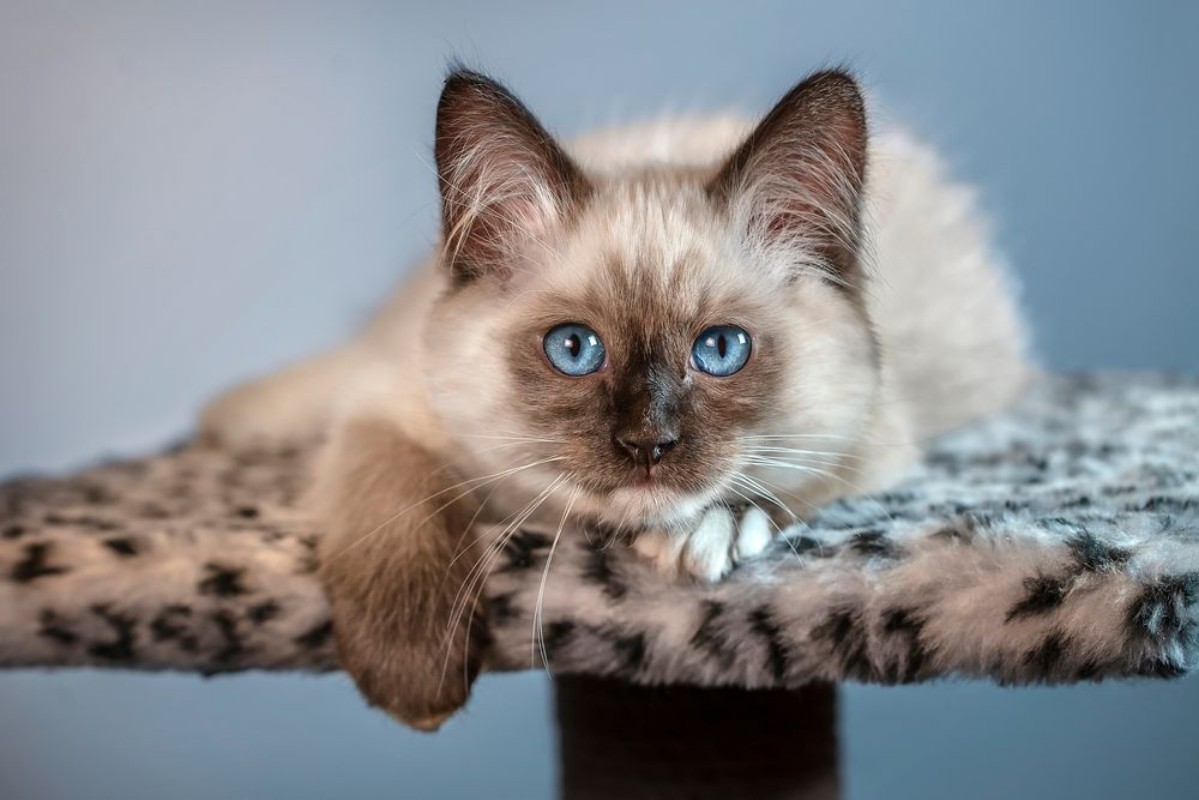 Bild på A beautiful fluffy kitten with big blue eyes is lying on the spotted rug and looking at you