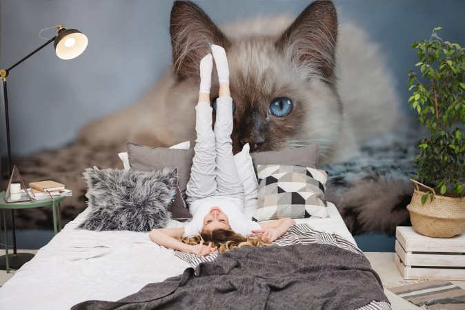 Picture of A beautiful fluffy kitten with big blue eyes is lying on the spotted rug and looking at you