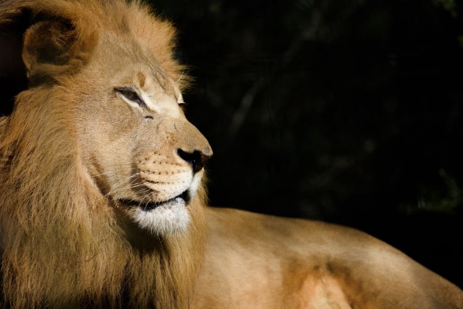 Bild på Lucky lion 
