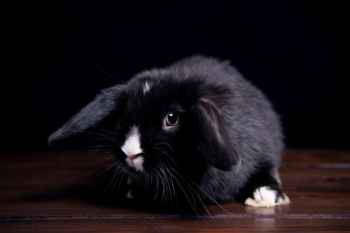 Bild på Black rabbit on a wooden dark background