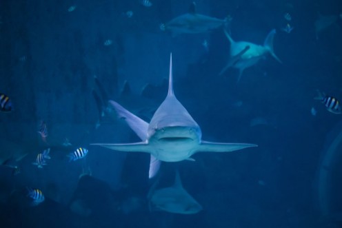 Afbeeldingen van A silvertip shark swimming toward camera in a blue water aquarium in Singapore