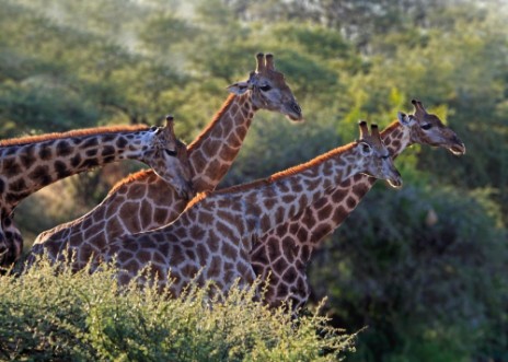 Bild på Journey of giraffe
