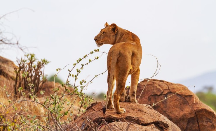 Picture of Lioness female lion Panthera leo stands on rocks rear view with head profile Samburu National Reserve Kenya Africa Wild predator in natural environment