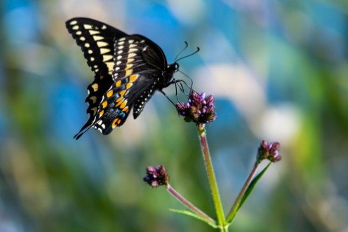 Bild på Swallowtail butterfly sitting on a flower