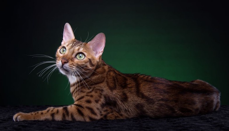 Image de Beautiful stylish Bengal cat Animal portrait Bengal cat is lying Blue background Collection of funny animals
