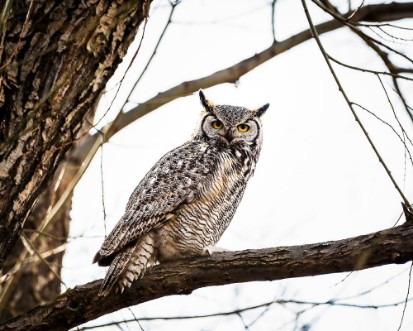 Image de Great horned owl on branch