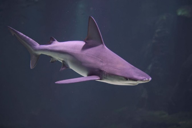 Picture of Requin Nausicaa