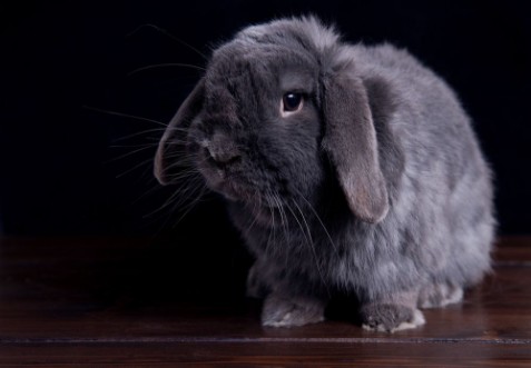 Bild på Big gray rabbit on a dark wooden background