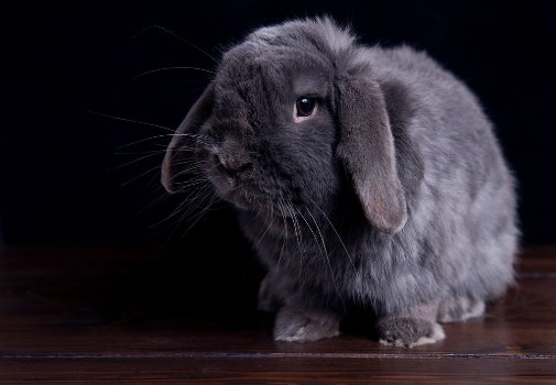 Picture of Big gray rabbit on a dark wooden background