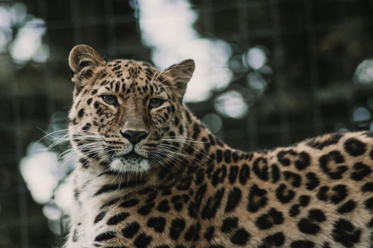 Bild på Portrait of a leopard