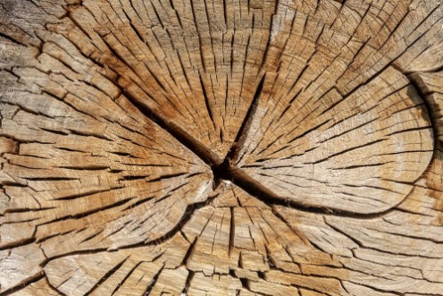 Picture of Crack Wood Texture