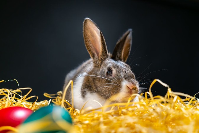 Image de Easter bunny rabbit on the black background Easter holiday concept Cute rabbit in hay near dyed eggs Adorable baby rabbit Spring and Easter decoration Cute fluffy rabbit and painted eggs