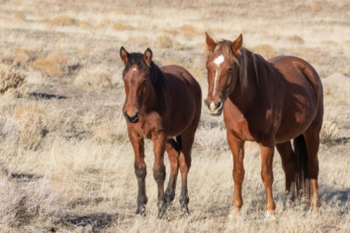 Image de Wild horse Mare and Foal