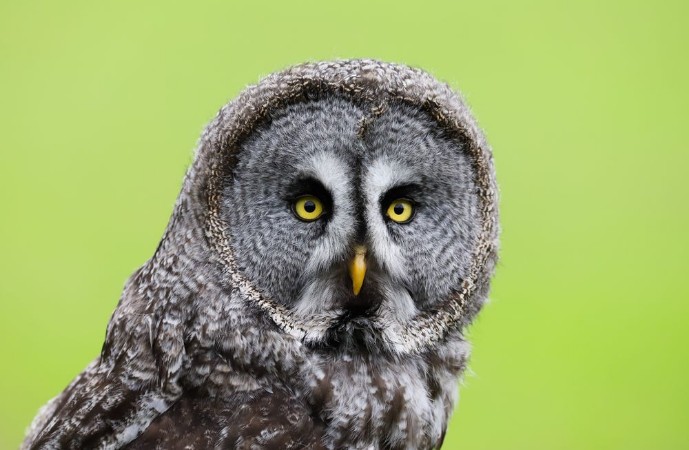 Afbeeldingen van A close up portrait of the face of a Great Grey Owl Strix nebulosa