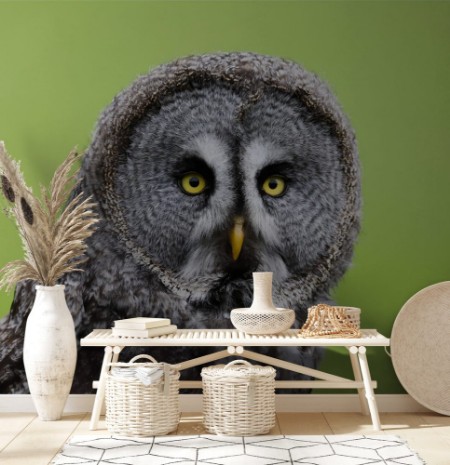 Image de A close up portrait of the face of a Great Grey Owl Strix nebulosa