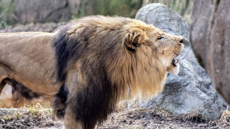 Bild på Lion Roaring