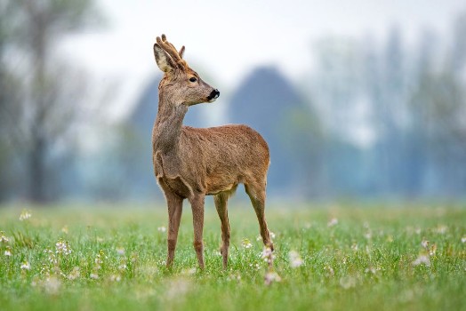 Bild på Wild roe deer standing in a field