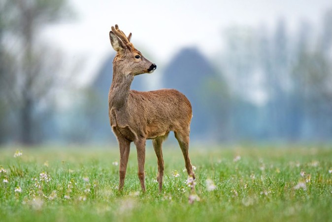 Afbeeldingen van Wild roe deer standing in a field