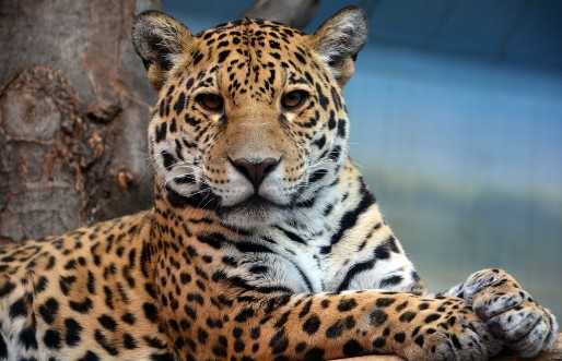 Bild på Jaguar is a cat a feline in the Panthera genus only extant Panthera species native to the Americas Jaguar is the third-largest feline after the tiger and lion and the largest in the Americas