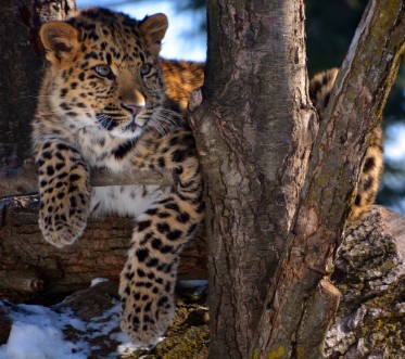 Picture of Amur leopard is a leopard subspecies native to the Primorye region of southeastern Russia and the Jilin Province of northeast China