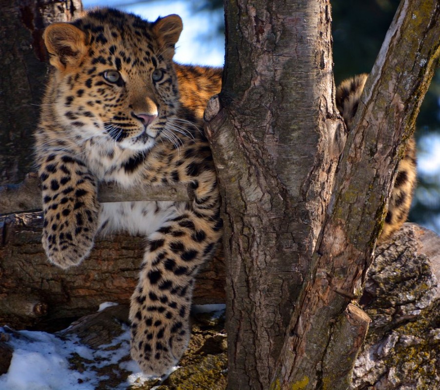 Bild på Amur leopard is a leopard subspecies native to the Primorye region of southeastern Russia and the Jilin Province of northeast China