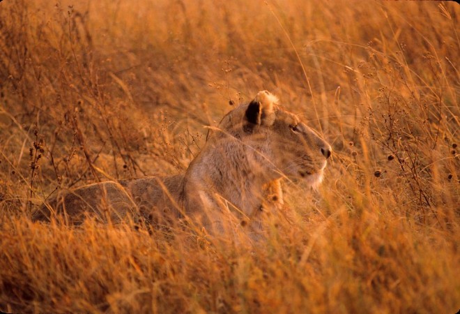 Bild på Lioness In Tall Grass