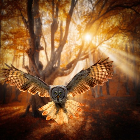 Picture of Gray Owl