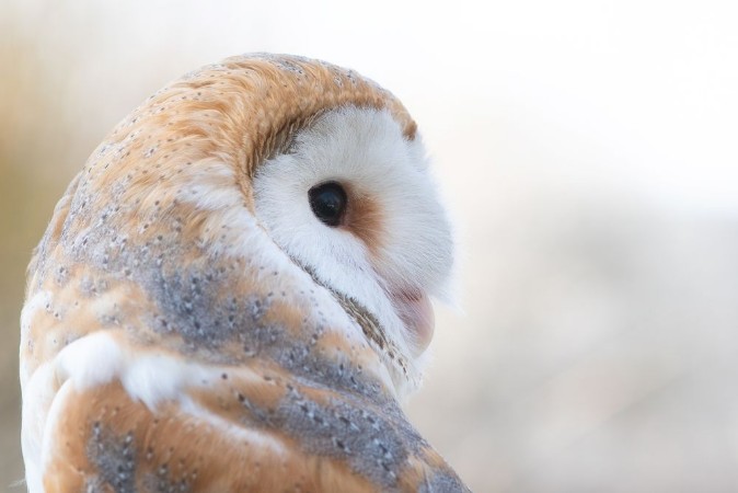 Afbeeldingen van The Barn owl Tyto alba Close-up portrait