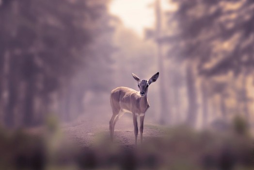 Bild på Alone small deer cub in the fog of a winter forest mountain Nature and wildlife concept with empty copy space for Editors text